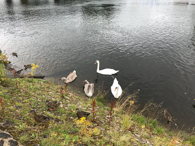 Wildlife Loch Lomond